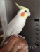 Lutino Cockatiel